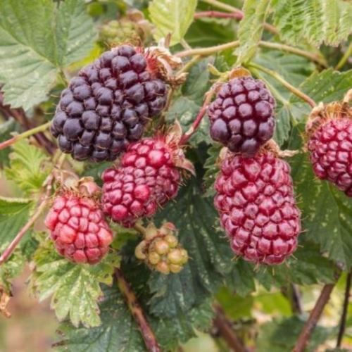 Boysenberry Mapua - Pb6.5 (80/120)