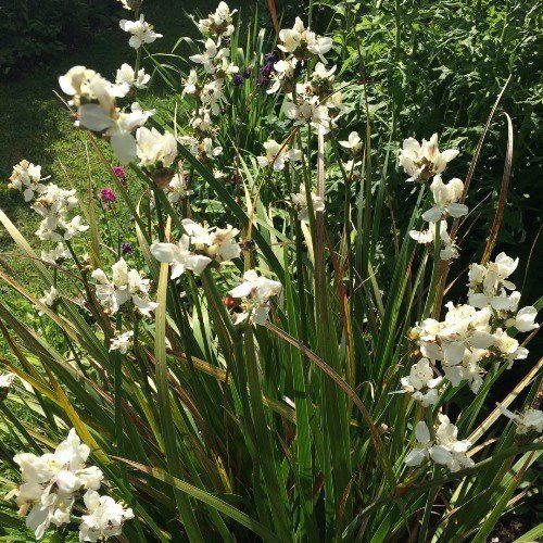 Libertia grandiflora, Mikoikoi - Pb3