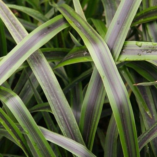 Phormium c. Liquorice And Lime - 1Ltr