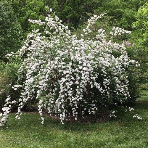 Deutzia Magnifica - Pb5
