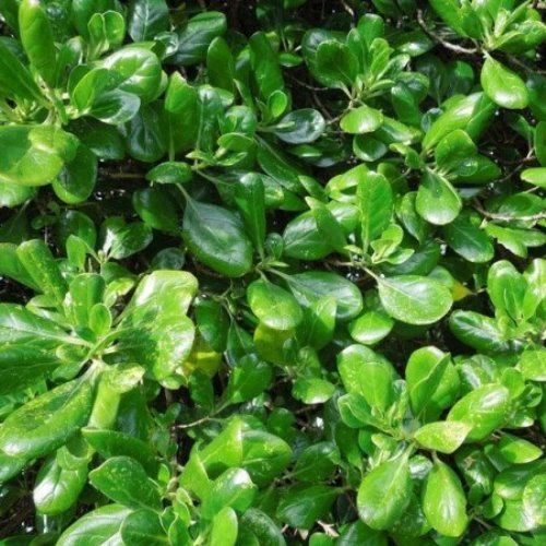 Coprosma repens - PB18