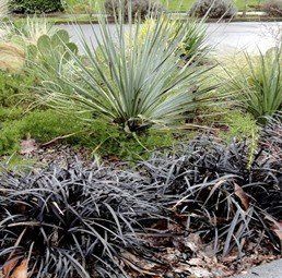 Ophiopogon Nigrescens, Black Mondo Grass - Pb3/1.5Ltr