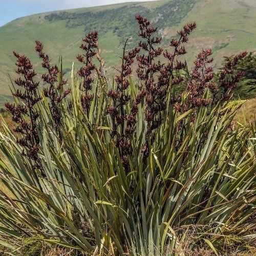Phormium tenax, Flax - Pb3