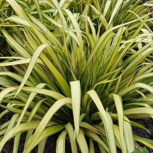 Phormium Yellow Wave, Flax - Pb6.5