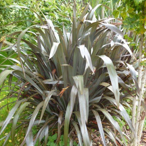 Phormium tenax Purpureum, Flax - Pot