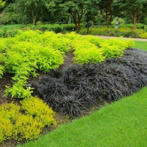 Ophiopogon nigra, Black Mondo Grass - Tube