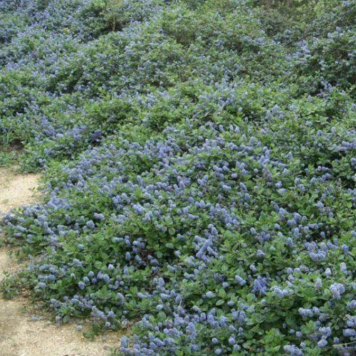 Ceanothus Yankee Point - 2.5Ltr (20/25)