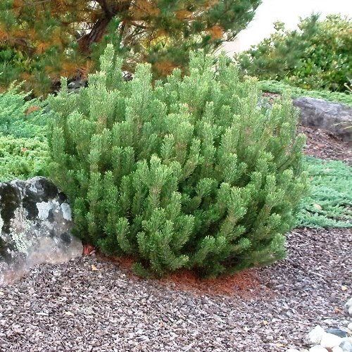 Pinus mugo, Mountain Pine - Pb5
