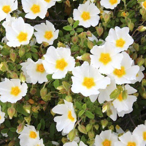 Cistus Snowmound - Pot