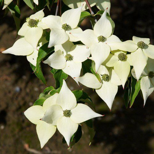 Cornus kousa Milky Way - Pb18
