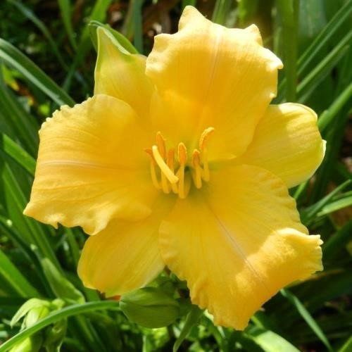 Hemerocallis Stella Bella, Daylily - 2Ltr (20/30)