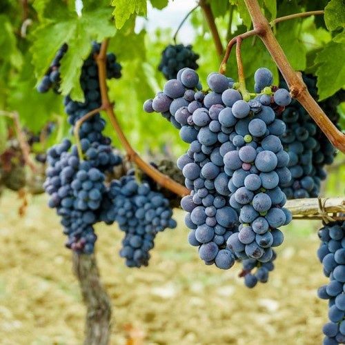 Grape Black Hamburg - Pb5/Pb6.5