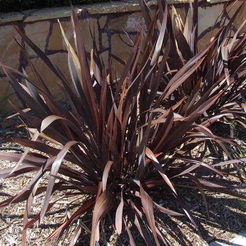 Phormium c. Platt&#39;s Black, Flax - 2.5Ltr (20/30)