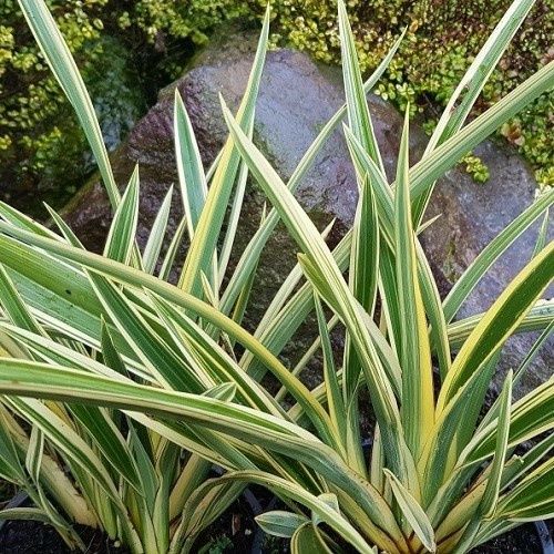 Phormium Spearmint, Flax - 2.5Ltr