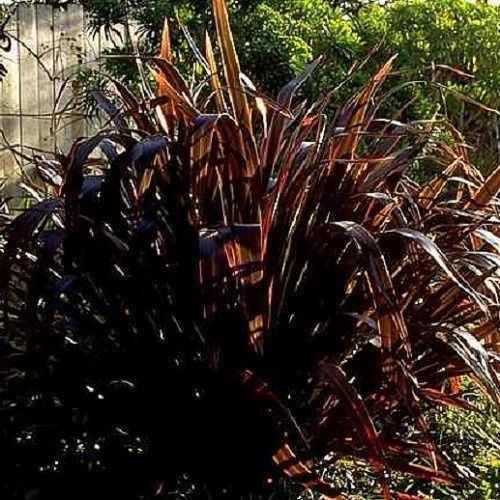 Phormium Wild Wood, Flax -Pb6.5 (30/45)