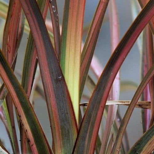Phormium c. Red Fingers, Flax - 2.5Ltr