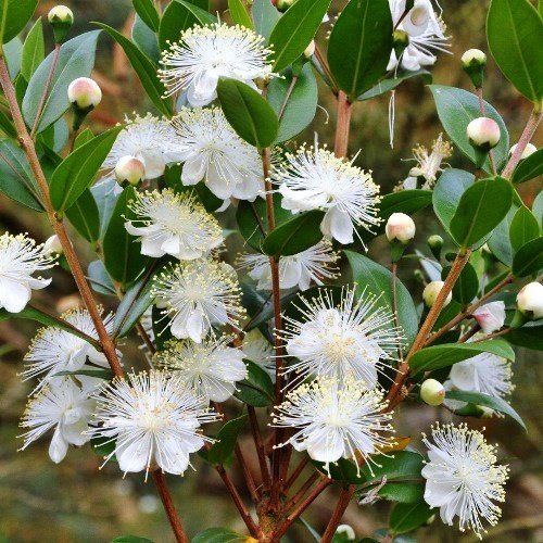 Myrtus communis - Pb6.5/Pb12 (30/60)