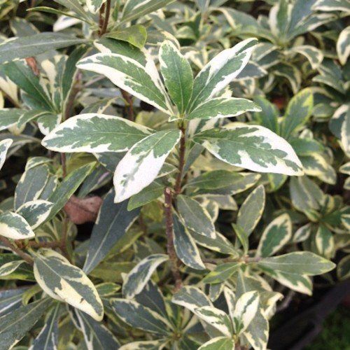 Myrtus communis Variegata - pb6.5