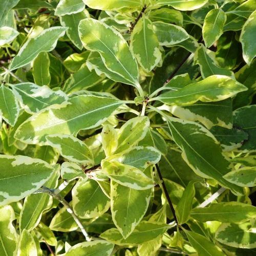 Pittosporum eugenioides Variegatum - Pb28/25ltr (100/140)