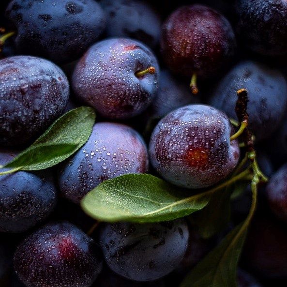 Plum Black Doris Espaliered Large Grade - 25Ltr