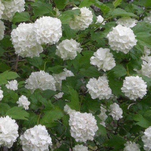 Viburnum macrocephalum, Chinese Snowball - Pb18