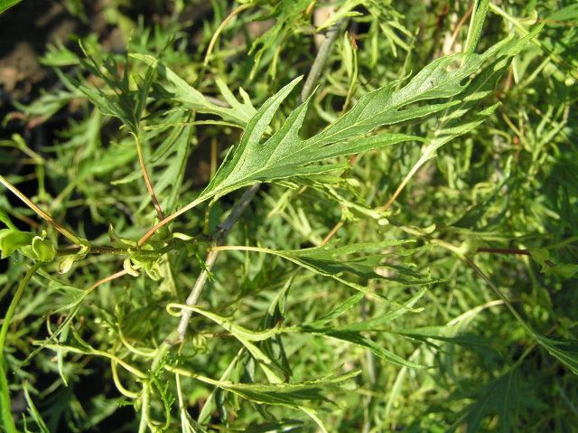 Alnus glutinosa Imperialis, Cut-Leaf Alder - Pb12