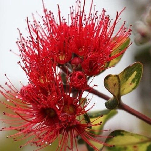 Metrosideros Tahitian Sunset - 2.5Ltr