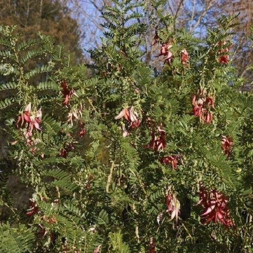 Clianthus puniceus Rosea - 3.3Ltr