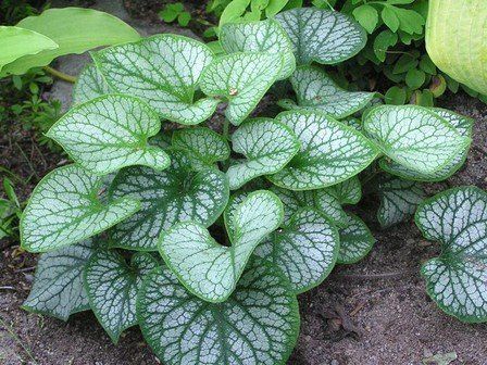 Brunnera Jack Frost, Bugloss - 2.5Ltr (15/25)