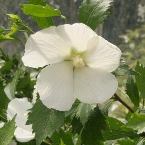 Hibiscus Snowdrift - Pb6.5
