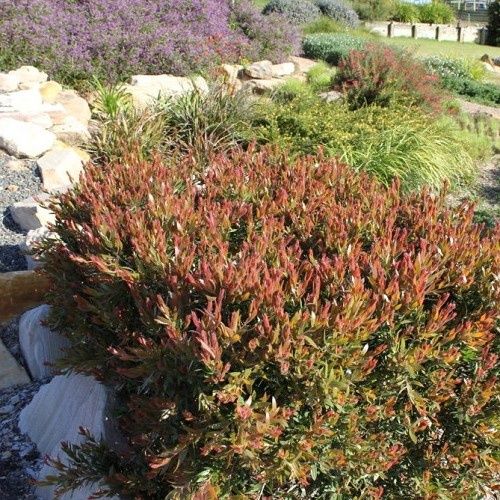 Callistemon Red Alert - 3.5Ltr (50/80)