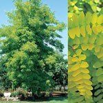 Robinia Frisia, Golden Robinia - Pb28
