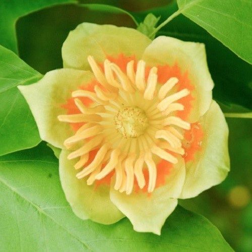 Liriodendron tulipifera, Tulip Tree - 35Ltr