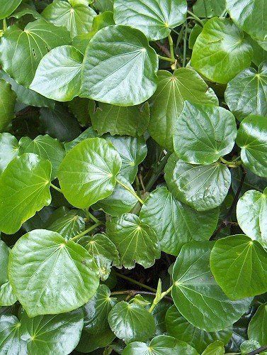 Macropiper excelsum, Kawakawa - 1L