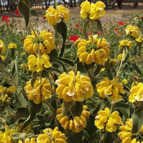 Phlomis fruticosa, Jerusalem Sage - Pb6.5