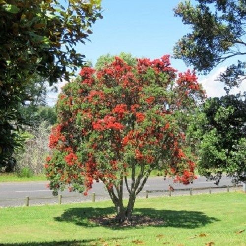 Metrosideros Maori Princess - Pb6.5