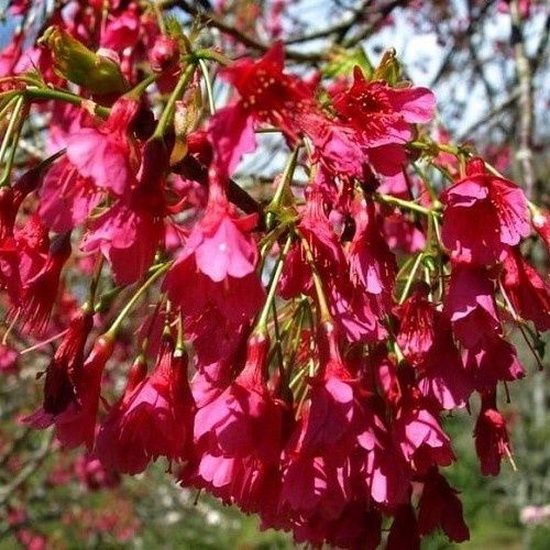 Prunus Felix Jury (L/W) - Pb28