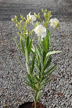 Nerium Madonna, Oleander - Pb6.5