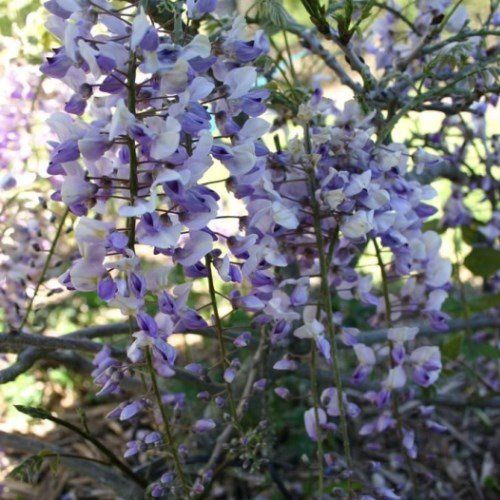 Wisteria fl. Harlequin - Pb6.5