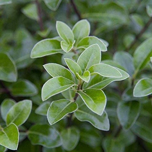 Pittosporum Irish Luck - Pb5 PVR