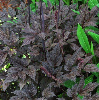 Actaea Black Negligee - 1Ltr