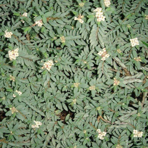 Pimelea Flat White - 1.5Ltr