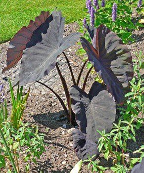 Colocasia el. Black Magic - Pb5