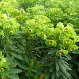 Euphorbia martinii Kakapo, Spurge - Pb6.5