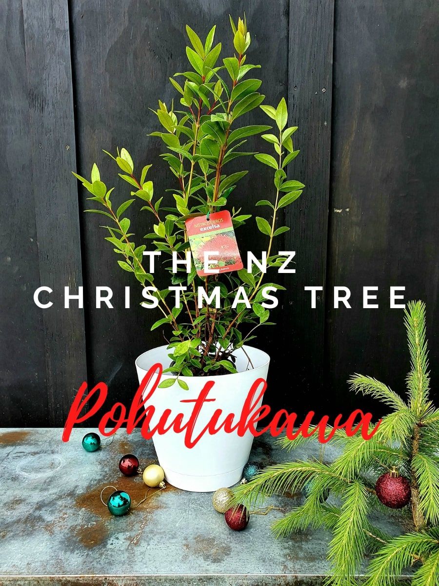 New Zealand Christmas Tree - Pohutukawa