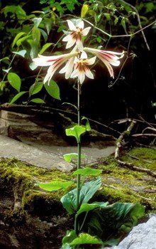 Cardiocrinum giganteum, Himalayan Lily - Pb6.5 (20/30)