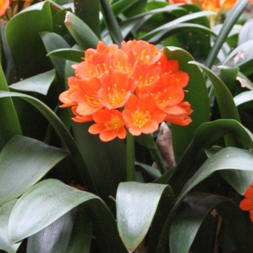Clivia miniata Fire Glow - Pb6.5