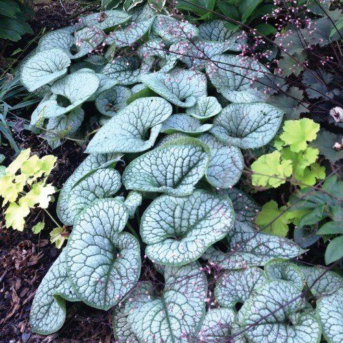 Brunnera Sea Heart, Bugloss - 2.4Ltr