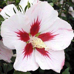 Hibiscus Hamabo - Pb6.5 (80/150)