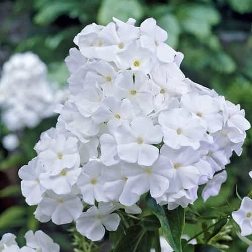 Phlox Snowman - Pb6.5